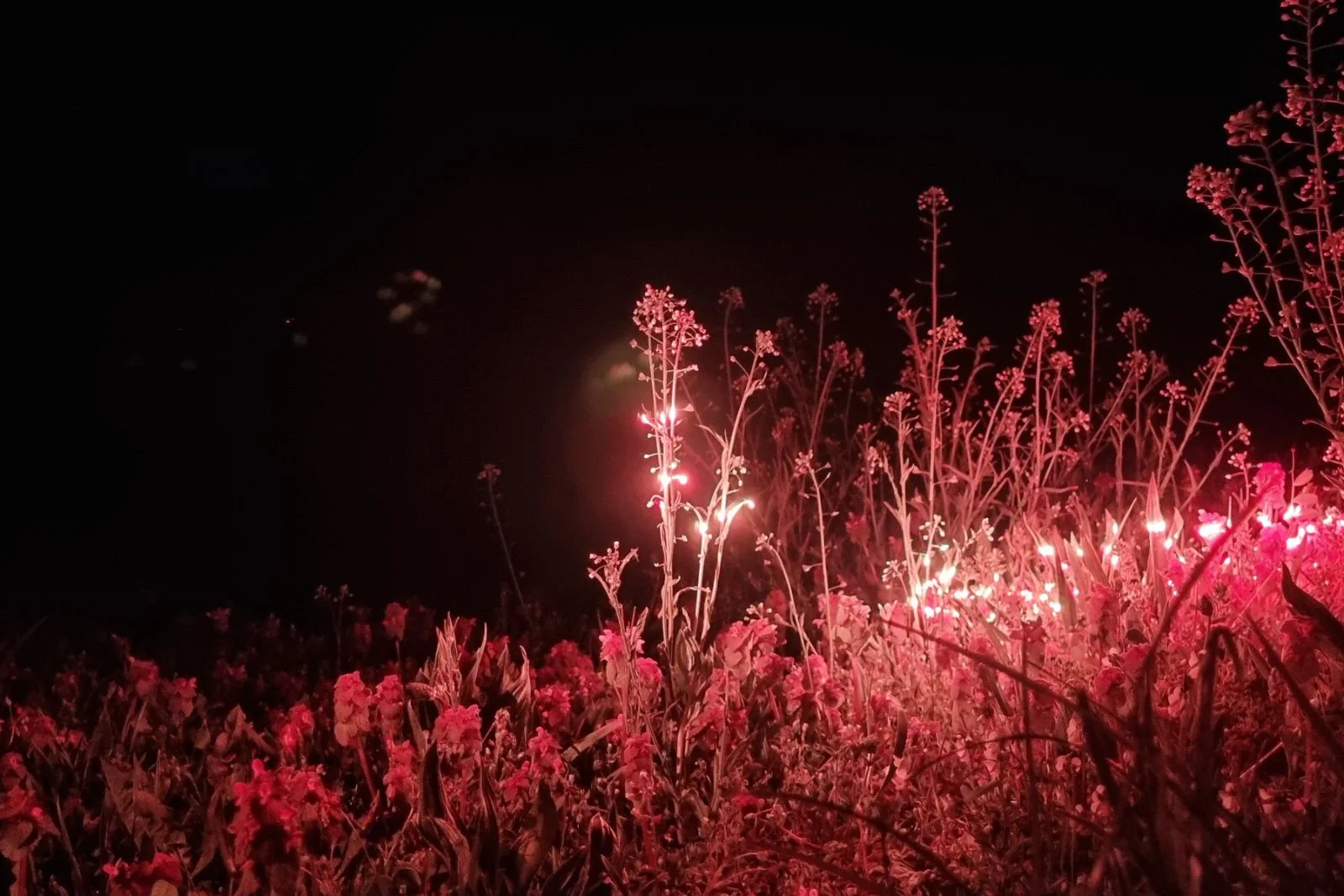 Studio Lemercier — Prairie — Outdoor